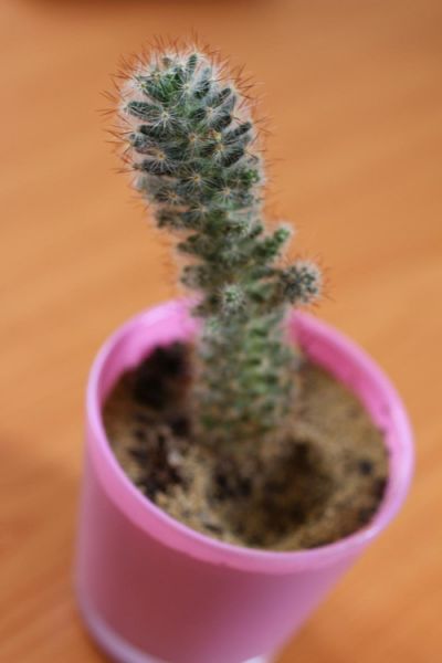 Daruji kaktus