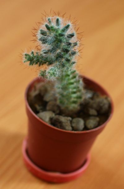 kaktus-2
