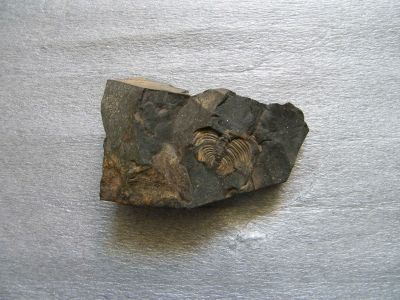 Kámen - trilobit