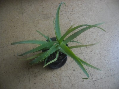 Aloe stromovitá