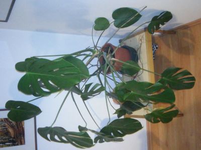 Pokojová rostlina Monstera