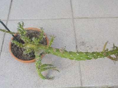 kaktus  opuncie 