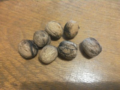 Vlašské ořechy 