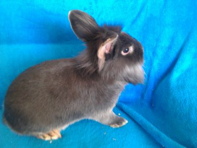 Zakrslé králíčky