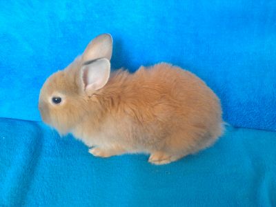 Daruji za odvoz dva zakrslé králíčky