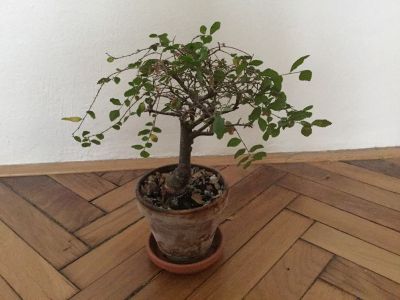 Bonsai