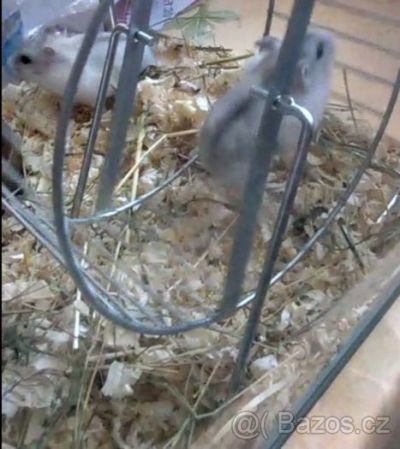 Křeček džungarský