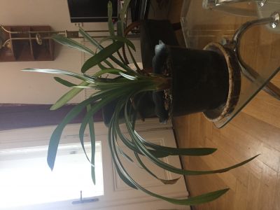 Pokojové květiny - klívie