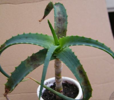 Aloe - sazenice