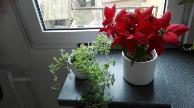 Rostliny rýmovník a vánoční hvězda