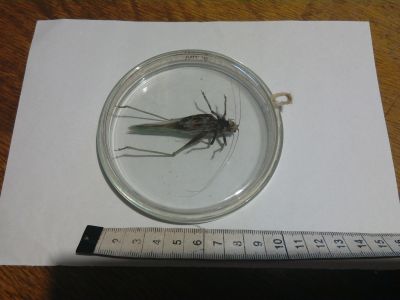 Kobylku ve skle
