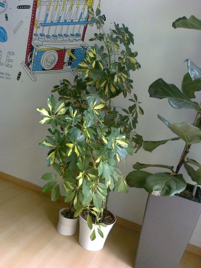 Pokojovou rostlinu - schefflera