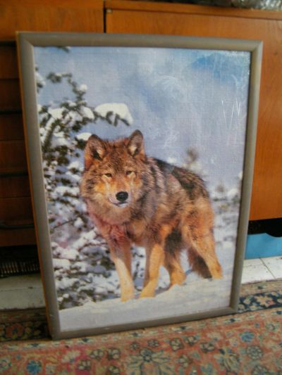 Obraz - vlk