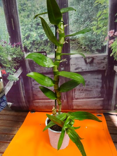 Orchidej - Dendrobium 2
