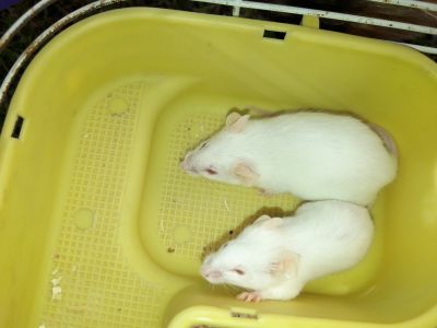 Laboratorní myši 