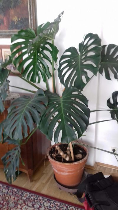 Květina monstera