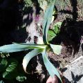 daruji malé agave/aloe