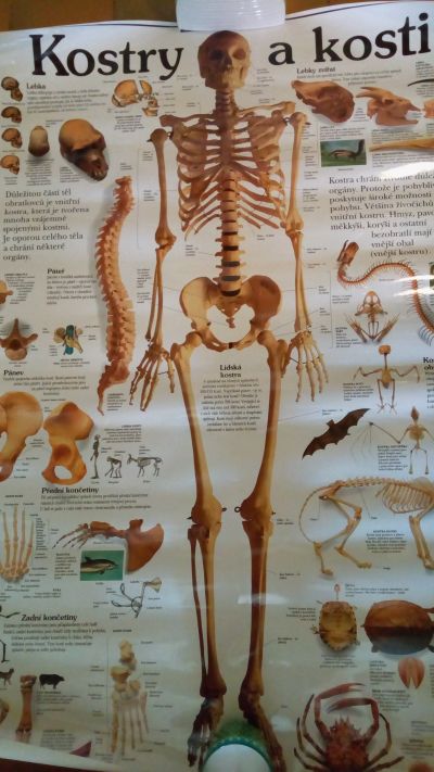 Plakát těla a kostí