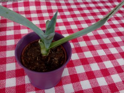 Rostlina Aloe