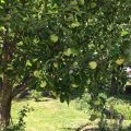 Letní jablíčka ze stromu