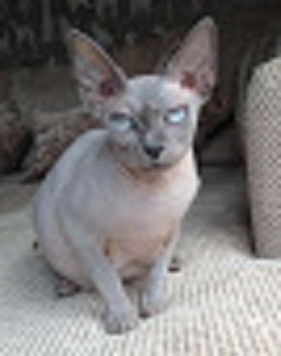 sphynx kocour s pp