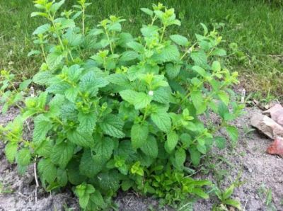 Bio meduňka a máta čerstvá