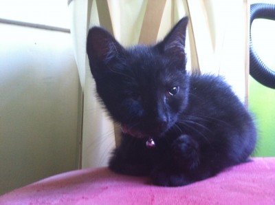 Daruji krásné 3 měsíční černé kotě