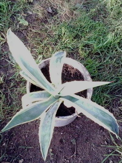 daruji menší agave