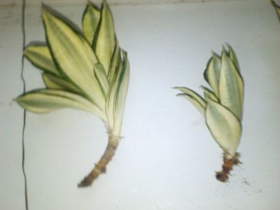 Pokojové květiny nenáročné-REZERVACE