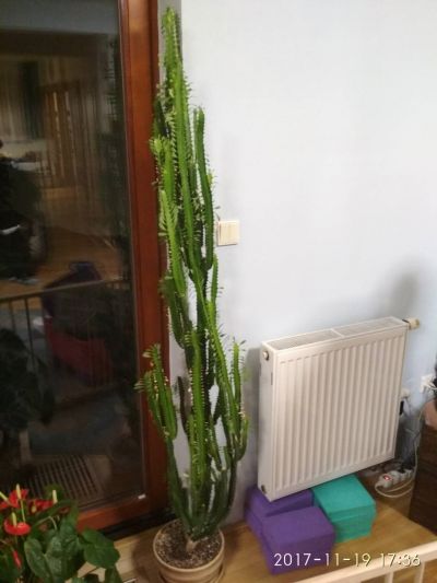 Daruji 180 cm vysoký kaktus - viz foto