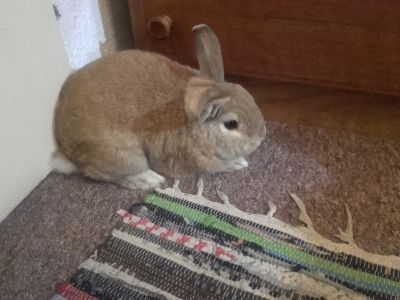 Zakrslý králík
