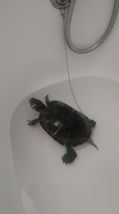 Vodní želvu - samce