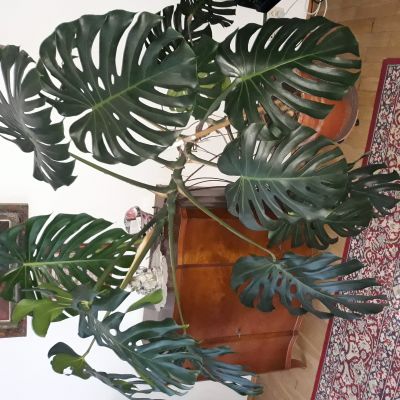 Květina monstera. 