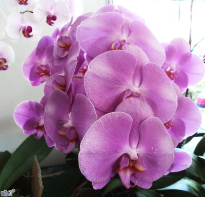 Orchidej Falenopsis